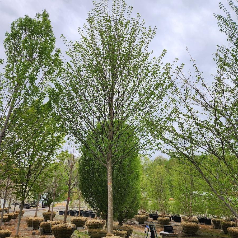 Ulmus americana Princeton