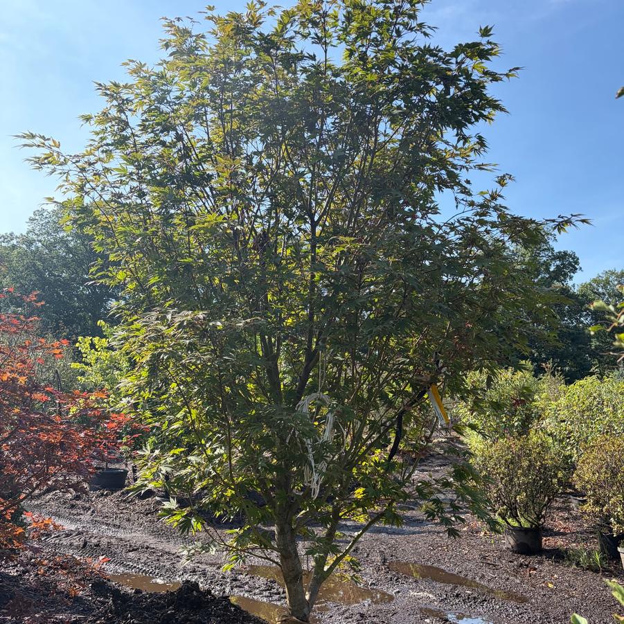 Acer shirasawanum Red Dawn