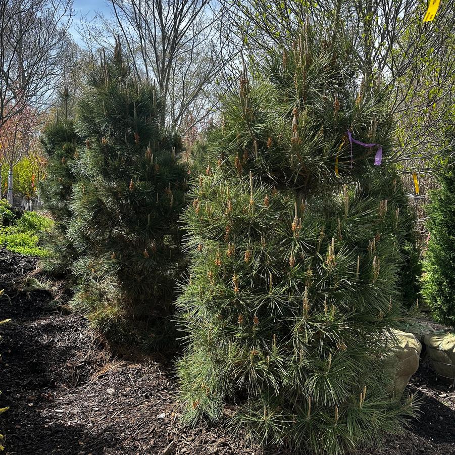 Pinus thunbergii 