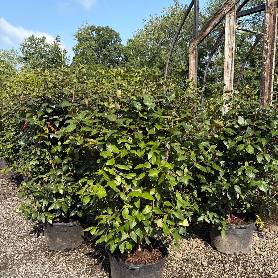Viburnum x burkwoodii Mohawk