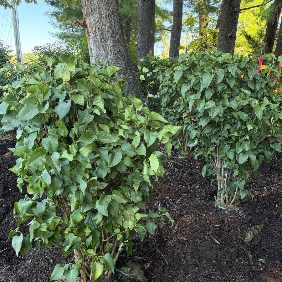 Syringa vulgaris President Lincoln