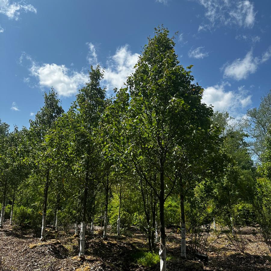 Acer rubrum Red Sunset®