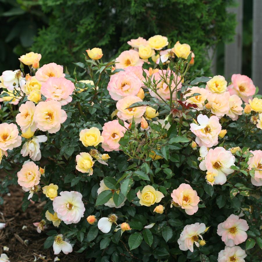 Rosa Oso Easy Italian Ice®