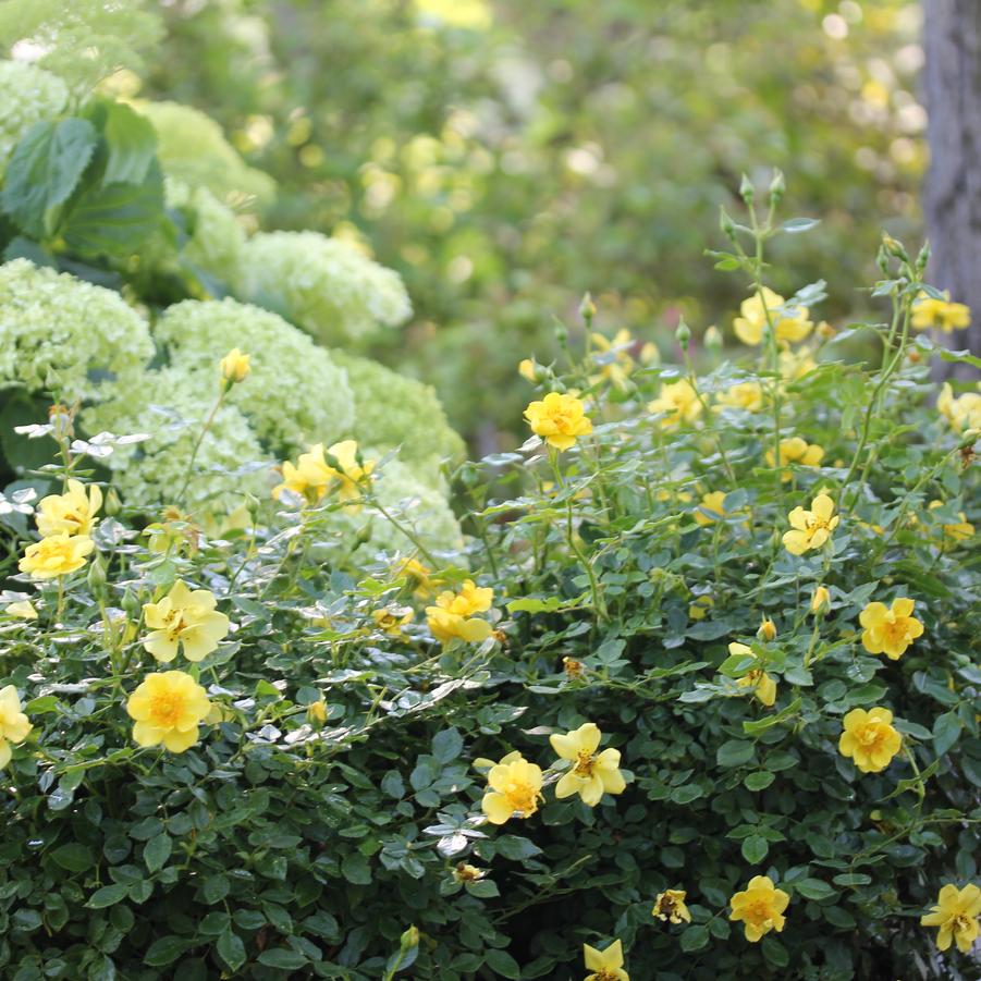 Rosa Oso Easy Lemon Zest®