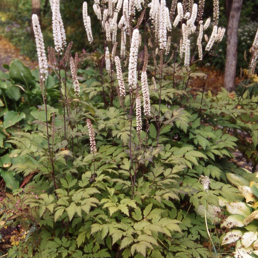 Cimicifuga ramosa Atropurpurea