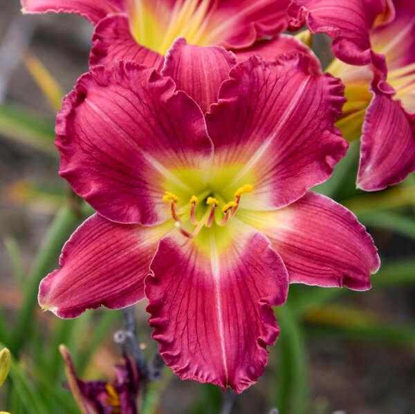 Hemerocallis Happy Ever Appster™ Romantic Returns