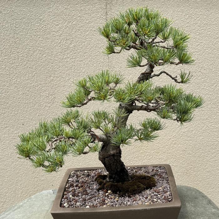 Pinus parviflora