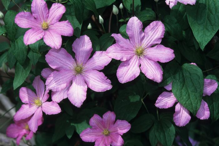 Clematis Comtesse De Bouchard
