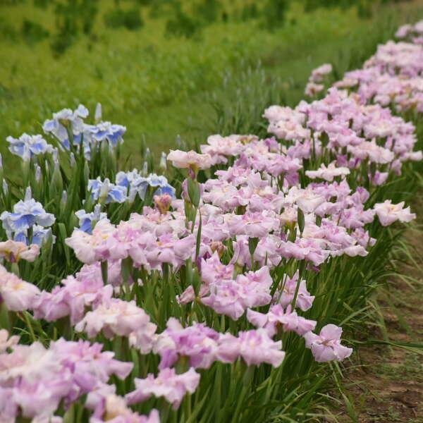 Iris ensata Pinkerton
