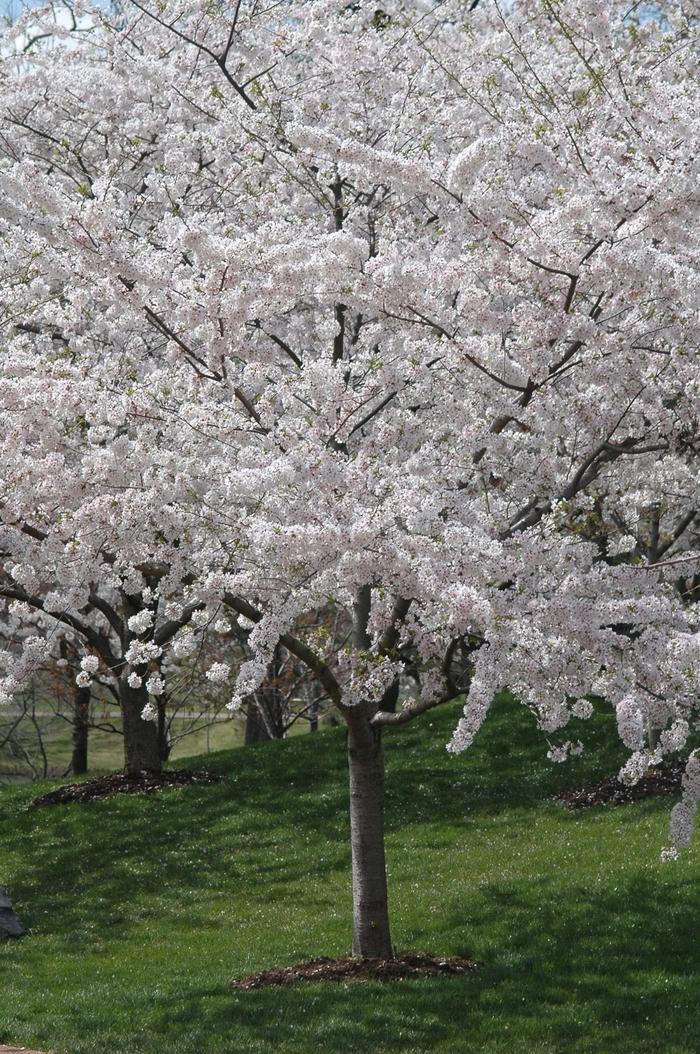 Prunus x yedoensis