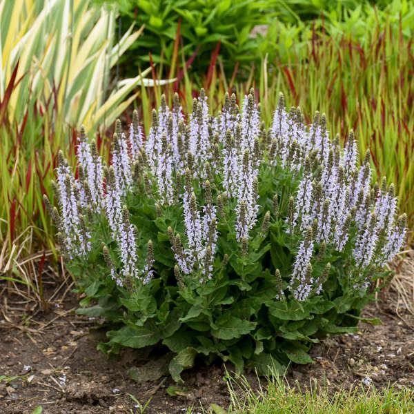 Salvia nemorosa Bumblesky