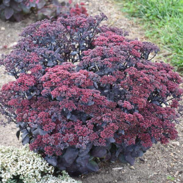 Sedum telephium After Dark