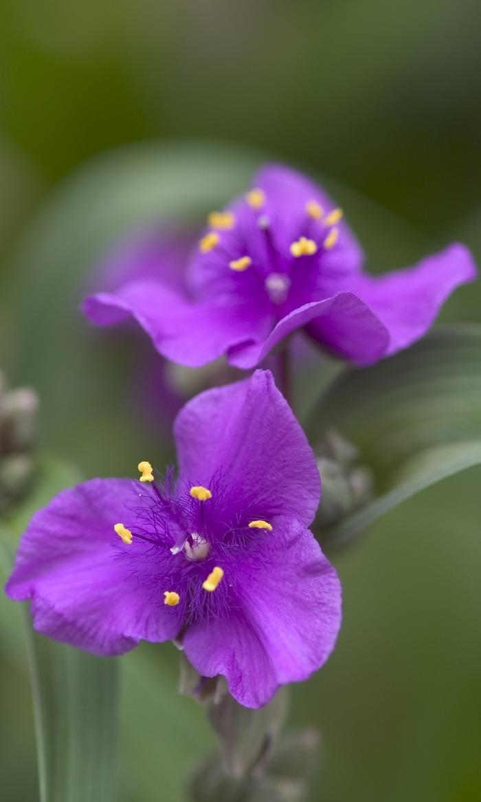Tradescantia Concord Grape