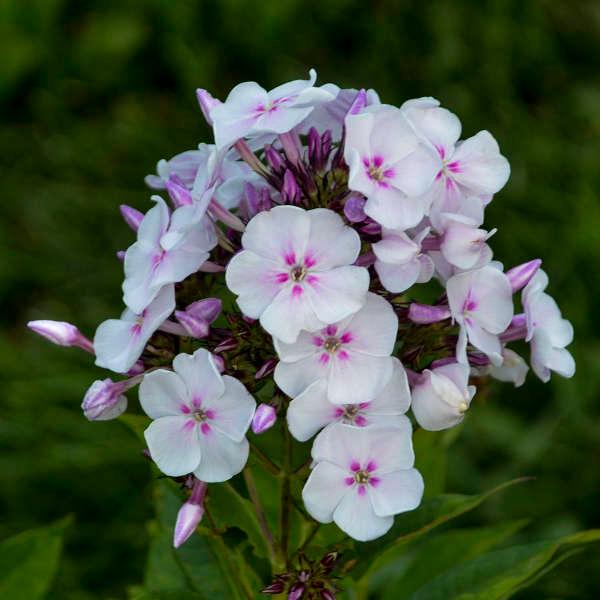 Phlox paniculata Garden Girls™ Party Girl