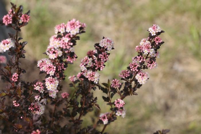 Physocarpus opulifolius Tiny Wine®