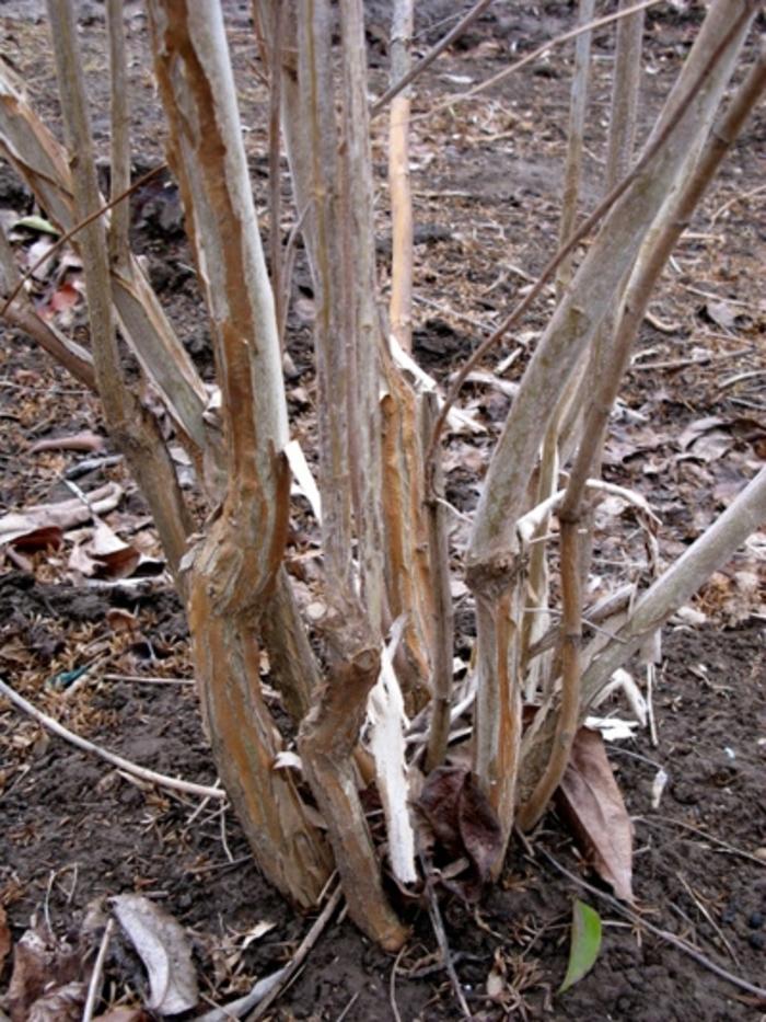 Heptacodium miconioides