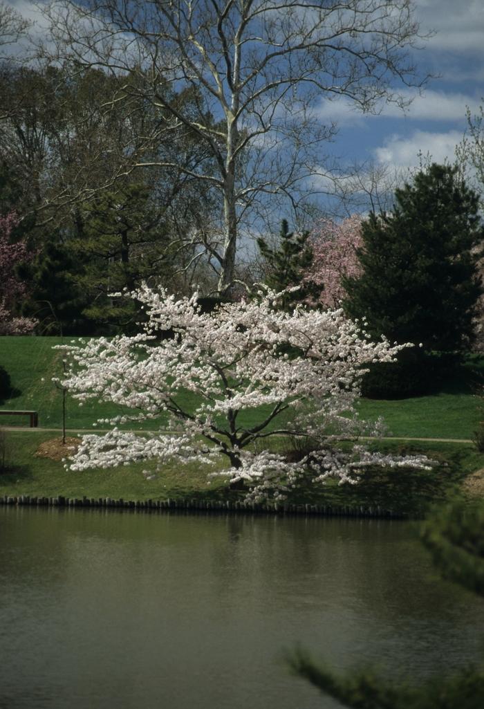 Prunus x yedoensis
