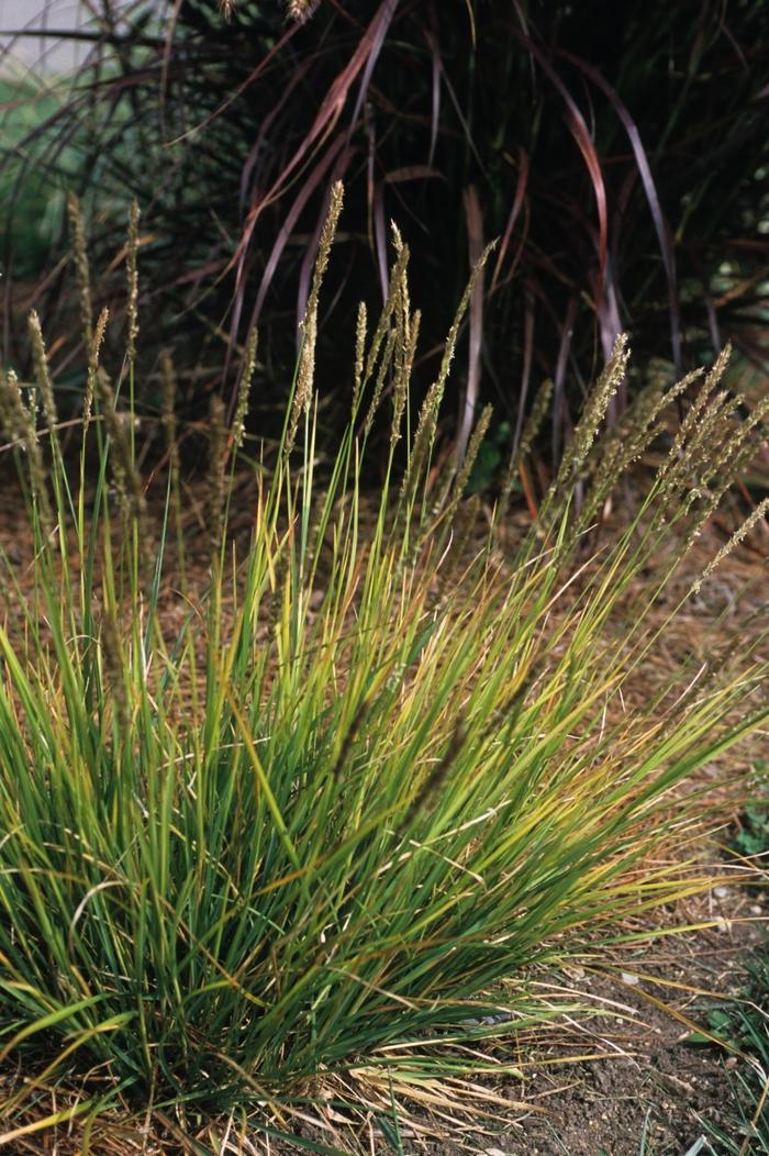 Sesleria autumnalis
