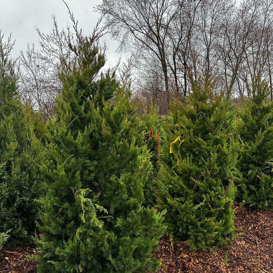 Juniperus virginiana Canaerti