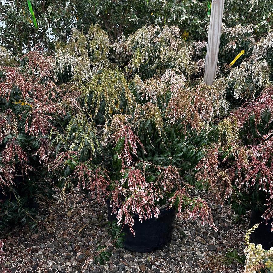 Pieris japonica Dorothy Wycoff