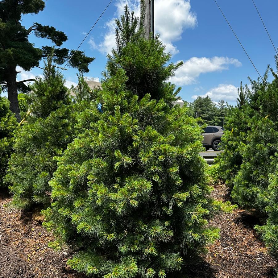 Pinus strobus