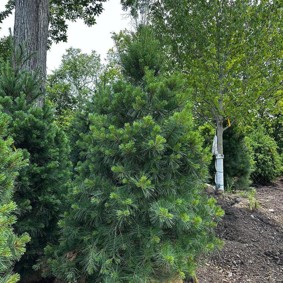 Pinus strobus