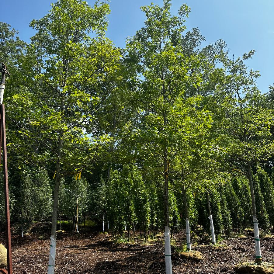Quercus coccinea