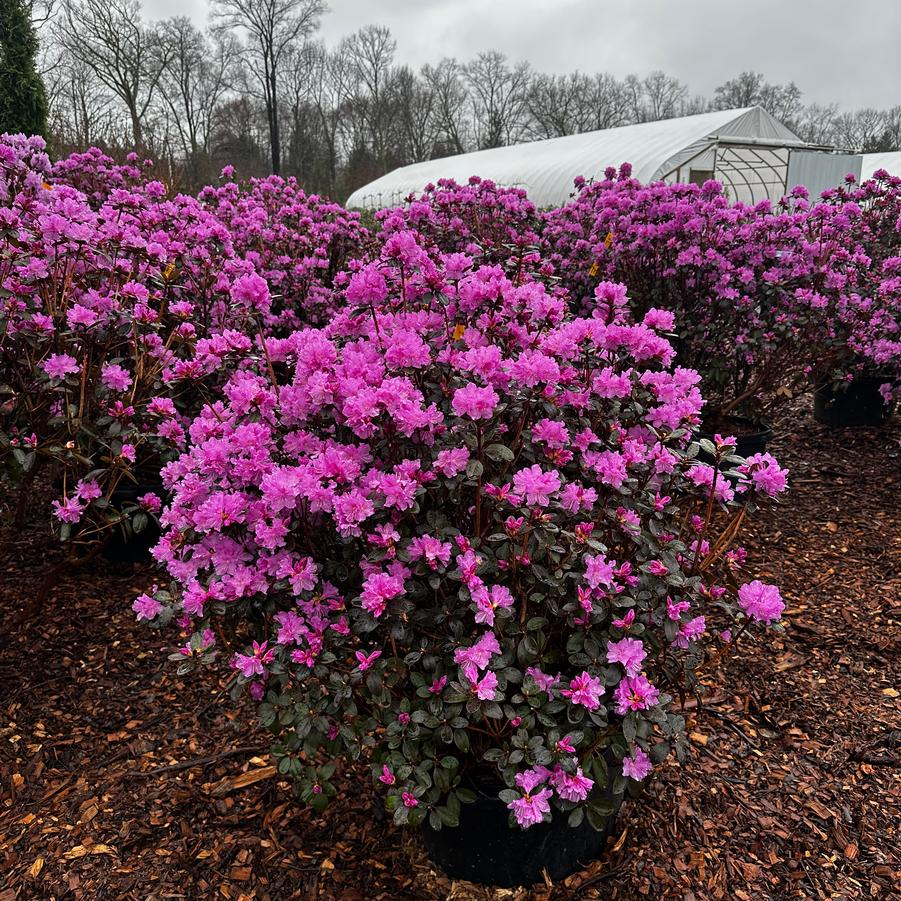 Rhododendron P.J.M. Elite