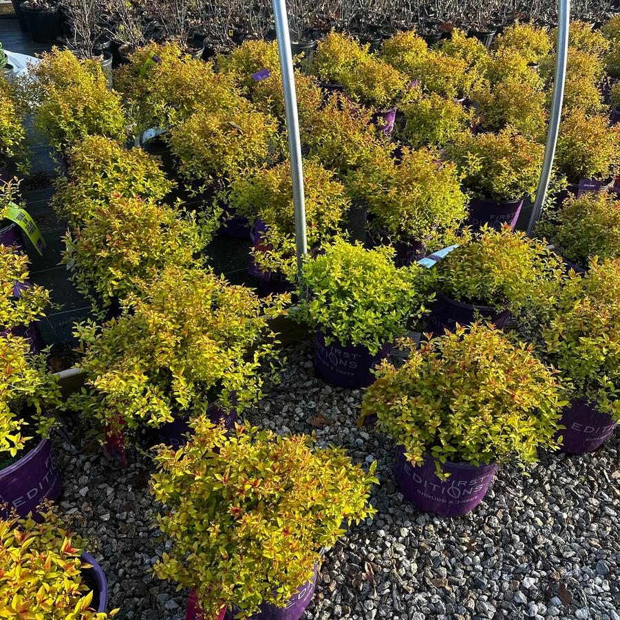 Spiraea japonica Little Spark™