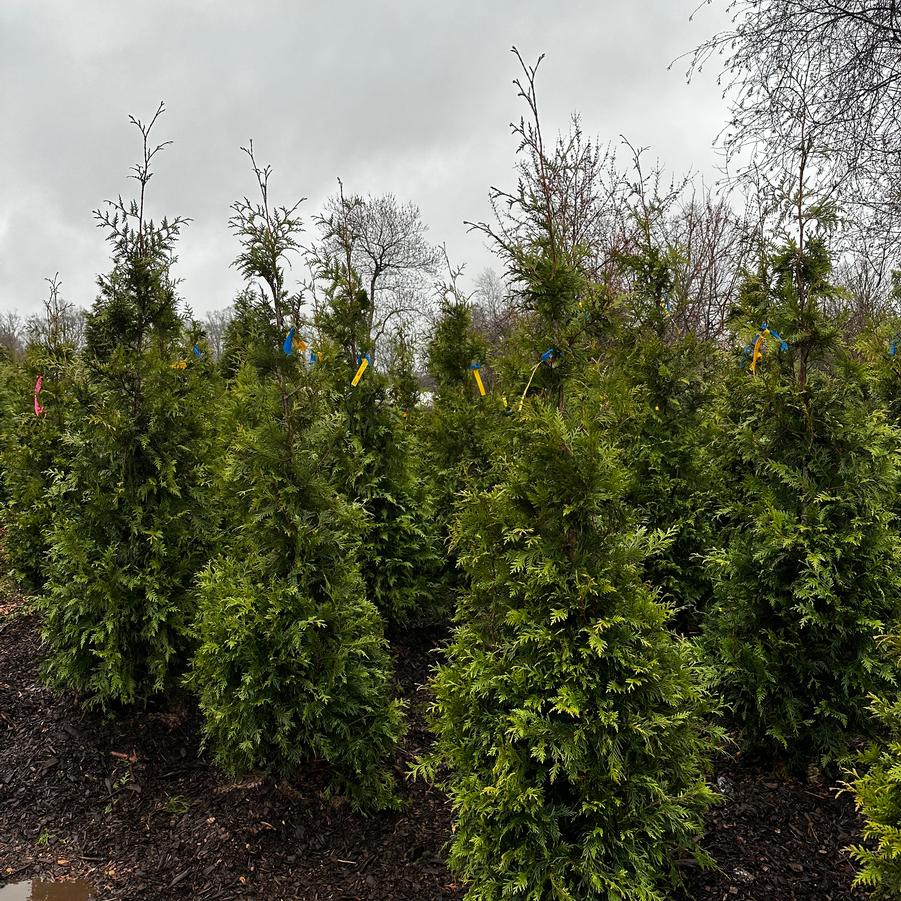 Thuja Green Giant