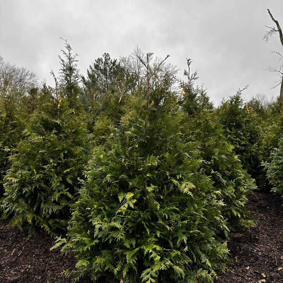 Thuja Green Giant