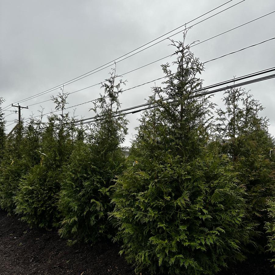 Thuja Green Giant