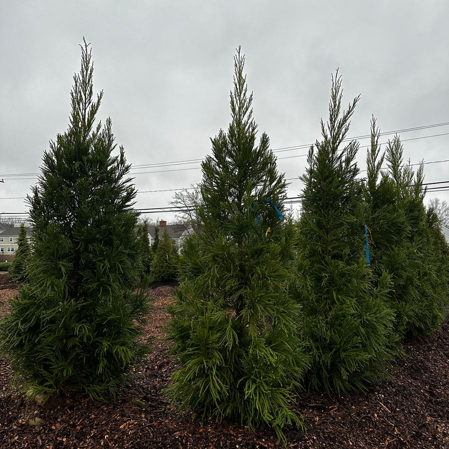 Cryptomeria japonica Radicans