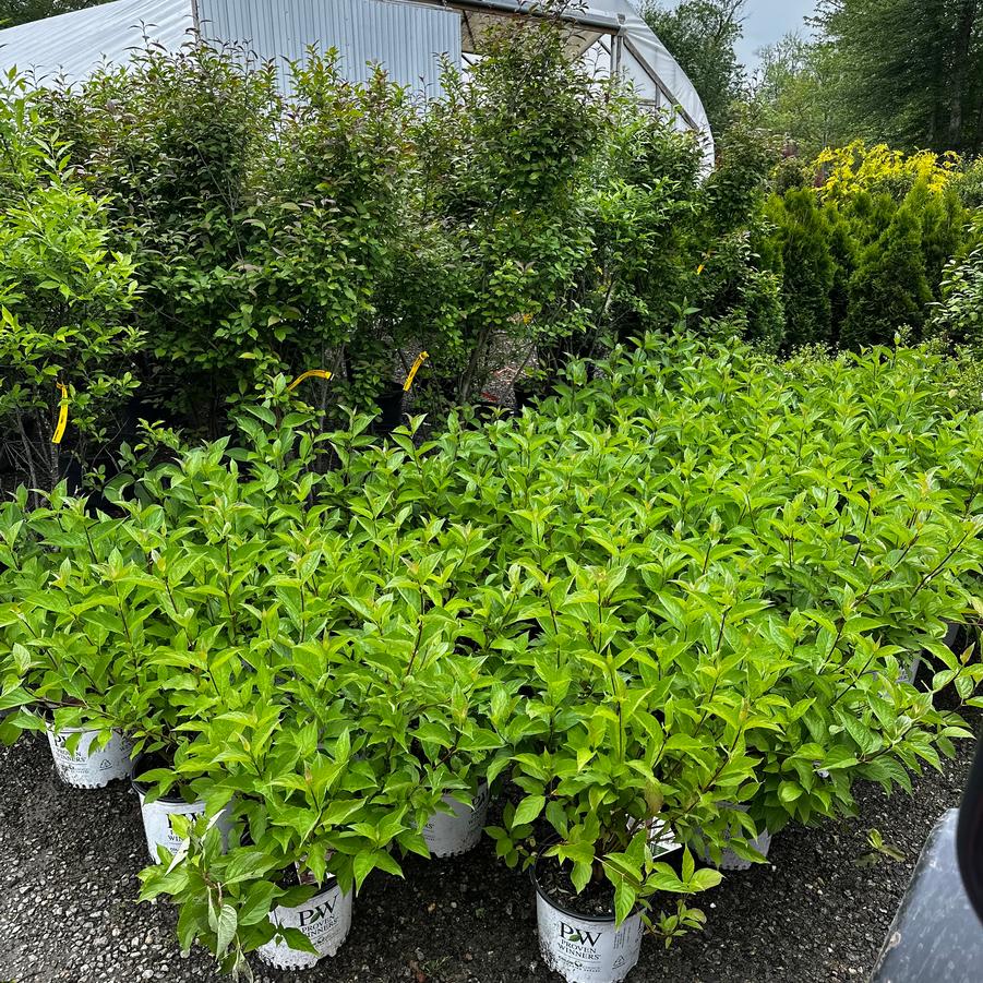 Cornus stolonifera Arctic Fire® Red