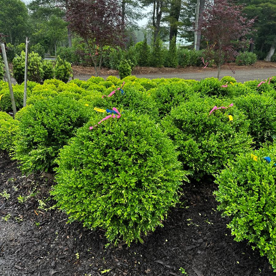Buxus Green Mountain