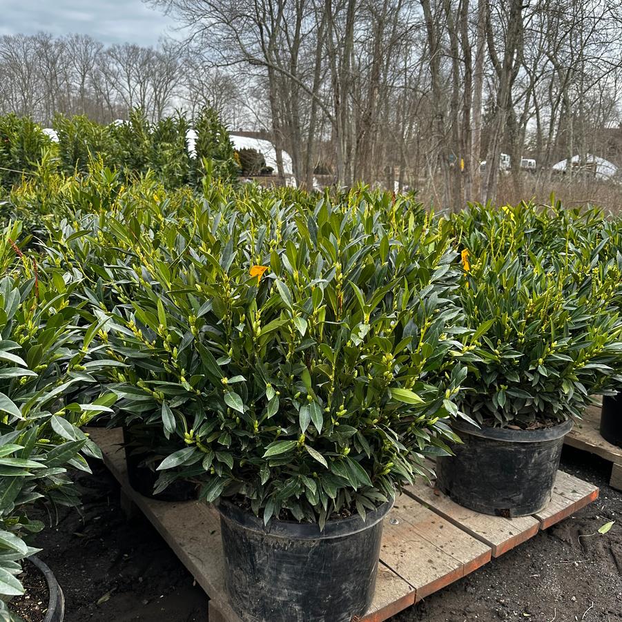 Prunus laurocerasus Otto Luyken