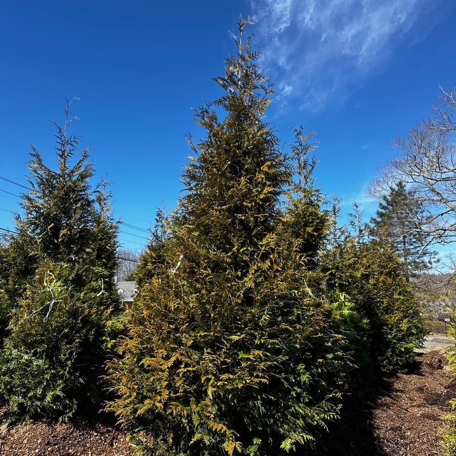 Thuja Green Giant