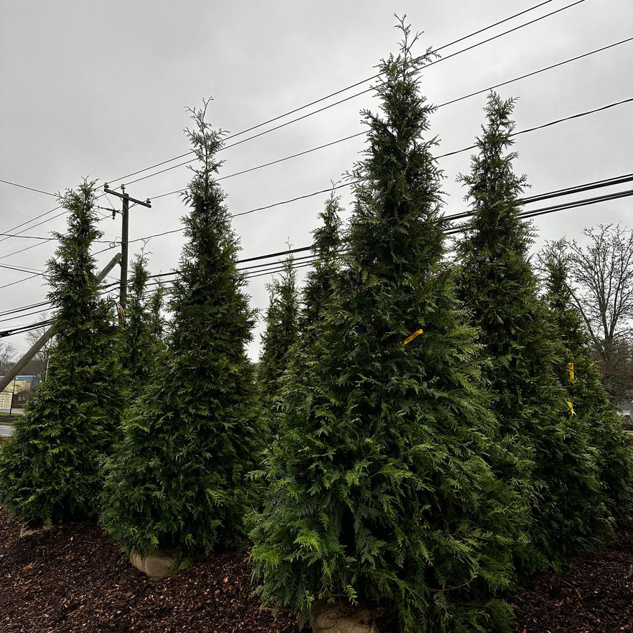 Thuja Green Giant