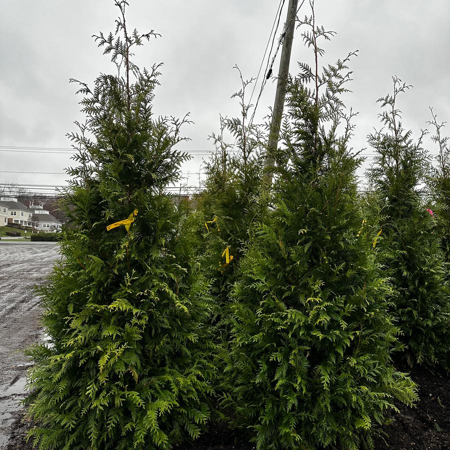 Thuja Green Giant