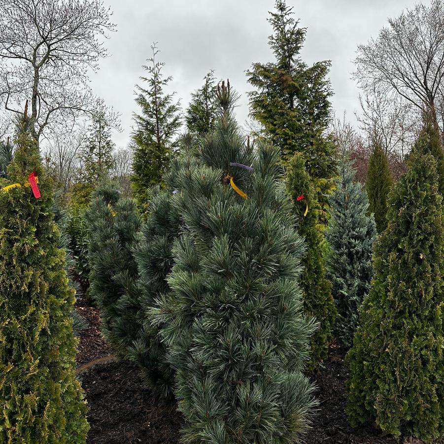Pinus flexilis Vanderwolf's Pyramid