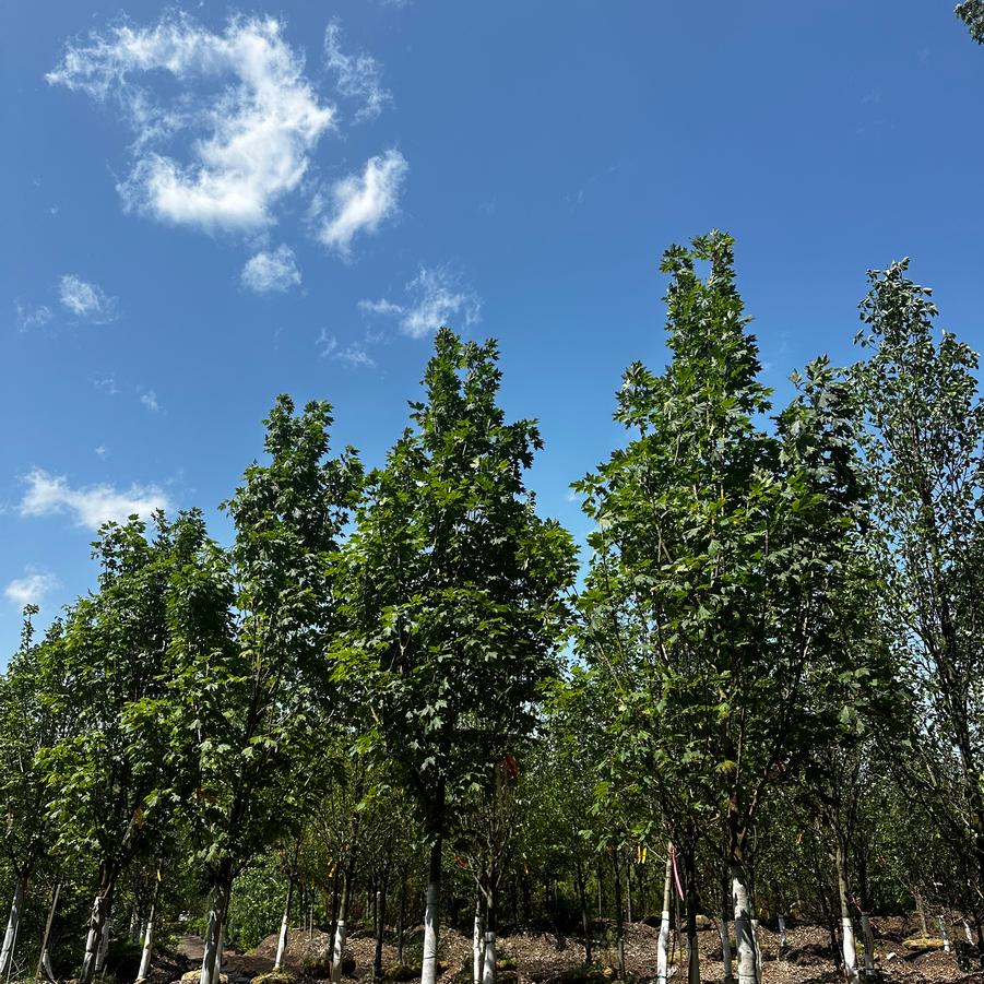 Acer saccharum Fall Fiesta®