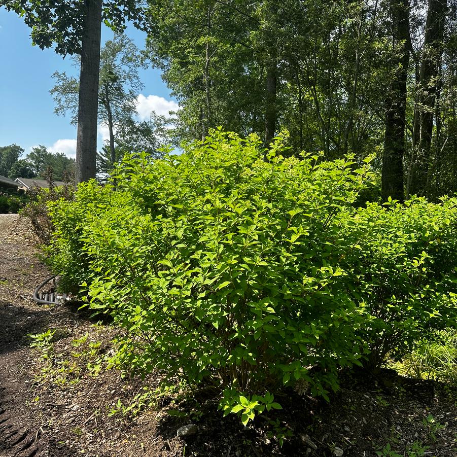 Hydrangea paniculata Limelight