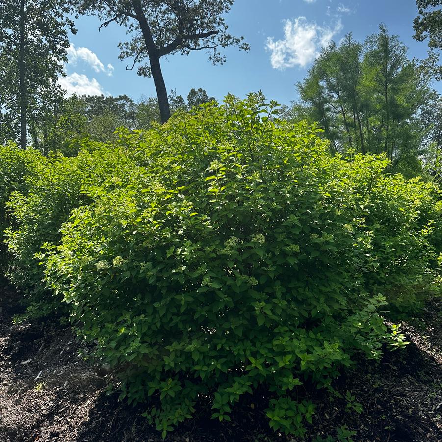 Hydrangea paniculata Limelight